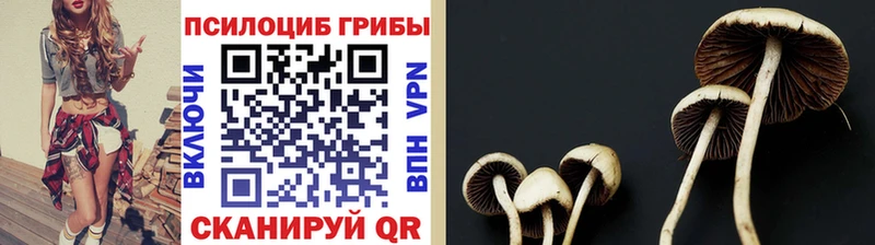 Купить  Богданович  Псилоцибиновые грибы ЛСД 